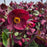Hellebore, FrostKiss™ Vibey Velvet™ Lenten Rose