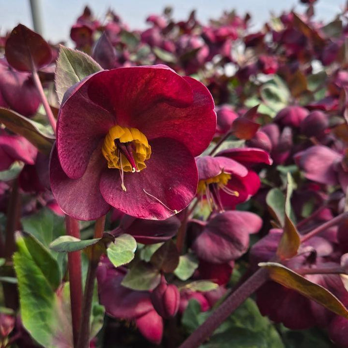 Hellebore, FrostKiss™ Vibey Velvet™ Lenten Rose