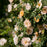 Rose, Rosa Above and Beyond™ Climbing Rose