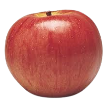 Apple, Northern Spy Semi-Dwarf, 7 gal (5-7 ft)