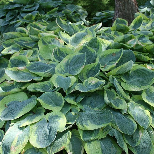 Hosta, Frances Williams Hosta