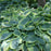 Hosta, Frances Williams Hosta