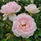 Rose, Silas Marner® Rose