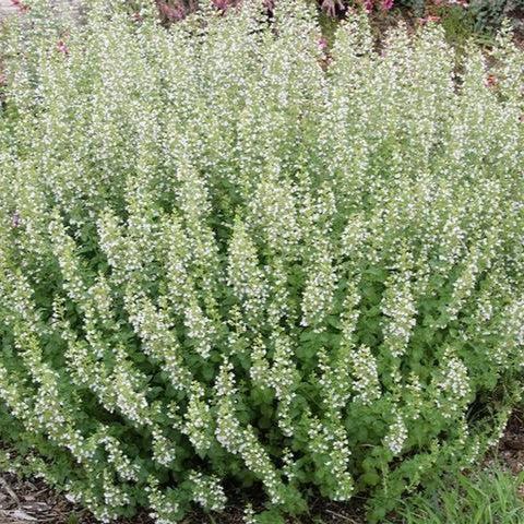Catmint, Montrose White Calamint