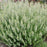 Catmint, Montrose White Calamint