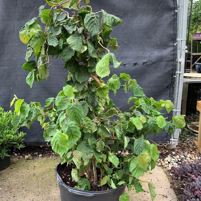 Contorted Filbert Fall Color Corylus avellana 'Contorta' - Contorted Filbert, Harry Lauder’s Walkin ...
