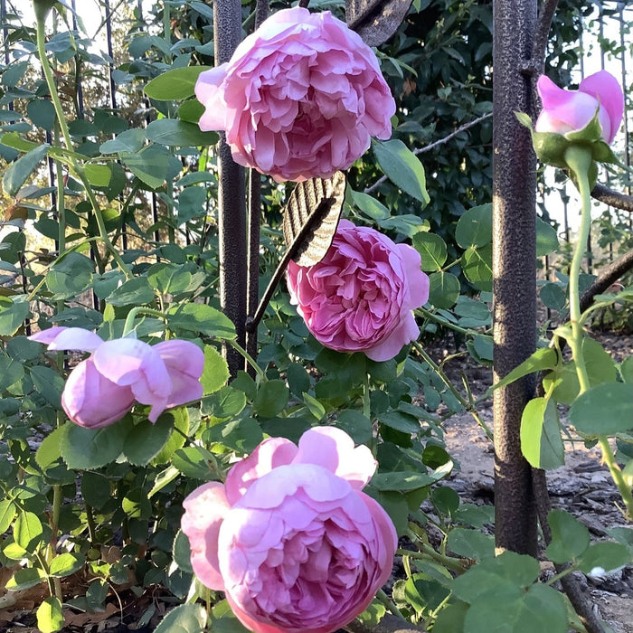 Rose, Charles Rennie Mackintosh Rose