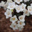 Weigela florida 'SMNWFGC'  - Wine & Spirits® Weigela