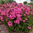 Phlox, Luminary® Pink Lightning Phlox