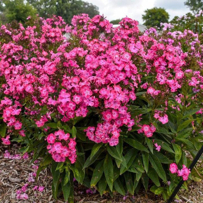 Phlox, Luminary® Pink Lightning Phlox