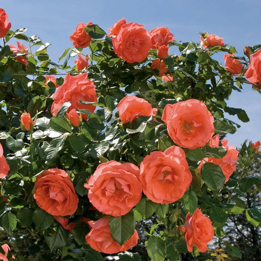 Rose, Marmalade Skies™ Rose
