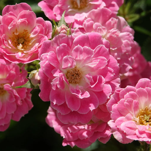 Rose, Flower Carpet® Pink Supreme Rose