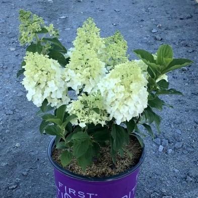 Hydrangea, First Editions® Little Hottie® Hydrangea