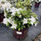 Azalea, Encore Autumn Lily Azalea