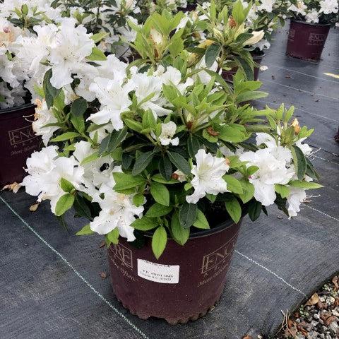 Azalea, Encore Autumn Lily Azalea