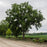 Walnut Tree, Black Walnut
