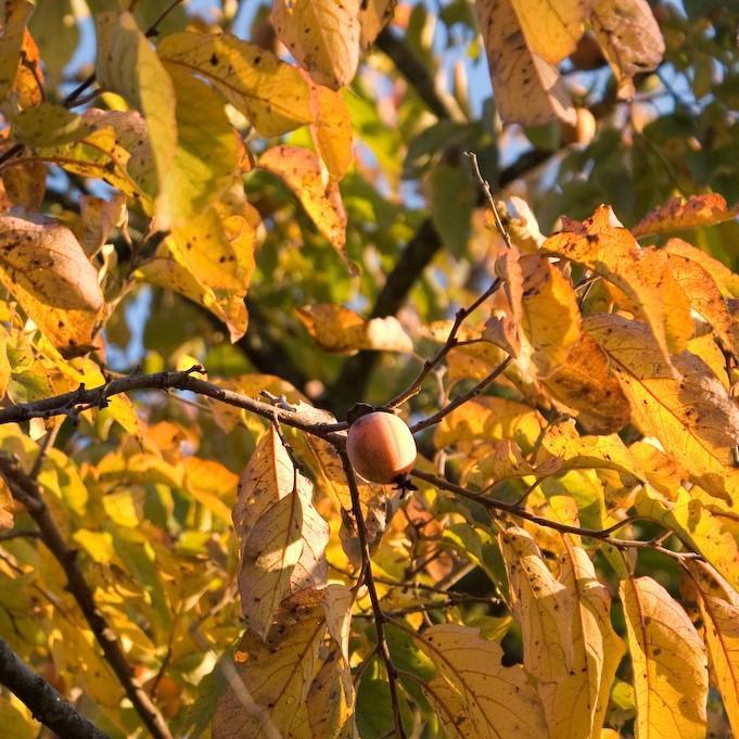 Persimmon