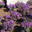 Aster, Purple Dome New England Aster