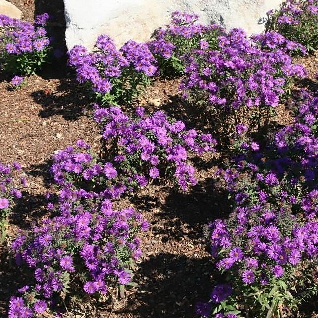 Aster, Purple Dome New England Aster