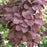 Smoke Tree, Royal Purple Smoke Tree