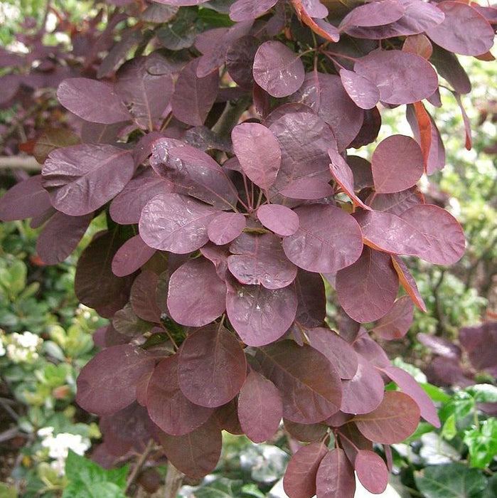 Smoke Tree, Royal Purple Smoke Tree