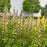 Baptisia, PW® Decadence® Deluxe Pink Lemonade False Indigo