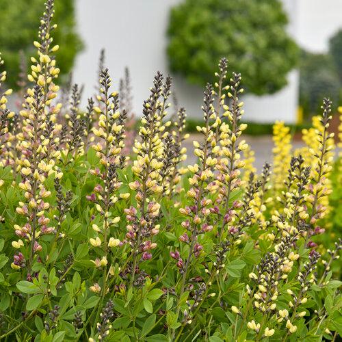Baptisia, PW® Decadence® Deluxe Pink Lemonade False Indigo