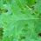 Oak, Scarlet Oak