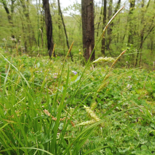 Sedge, Cherokee Sedge