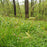 Sedge, Cherokee Sedge