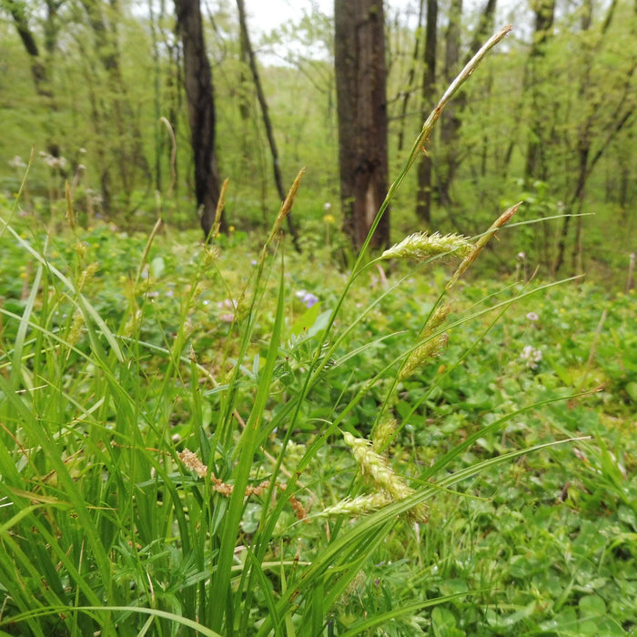 Sedge, Cherokee Sedge