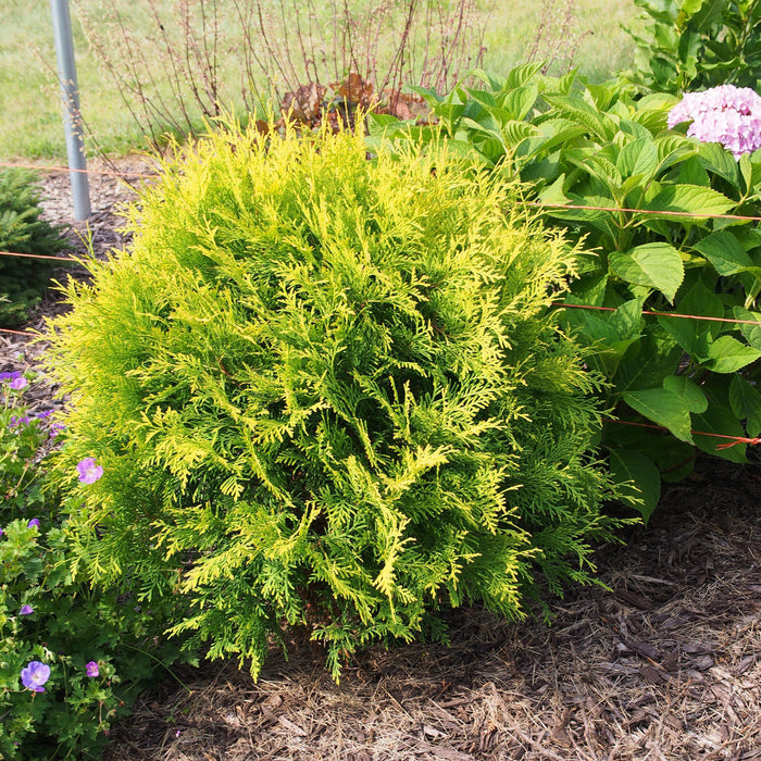 Arborvitae, Golden Globe Arborvitae
