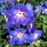 Delphinium, Cobalt Dreams Delphinium