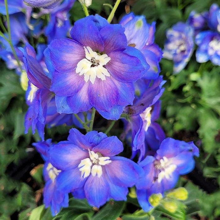 Delphinium, Cobalt Dreams Delphinium