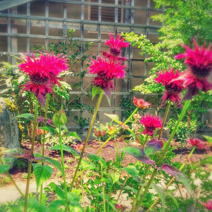 Bee Balm, Raspberry Wine Bee Balm