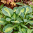 Hosta, Mouseketeer Hosta