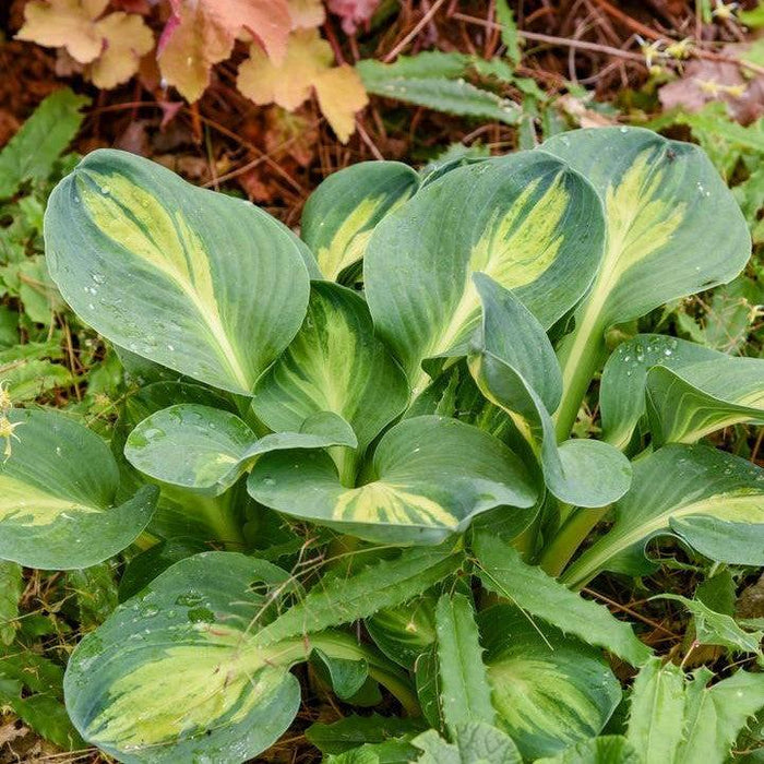 Hosta, Mouseketeer Hosta