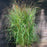 Grass, Shenandoah Switch Grass