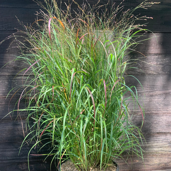 Grass, Shenandoah Switch Grass
