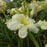Daylily, Joan Senior Daylily