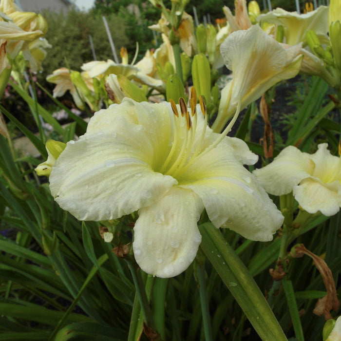 Daylily, Joan Senior Daylily