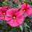 Hibiscus, Summerific® Evening Rose Hibiscus