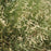 Grass, Blonde Ambition Blue Grama