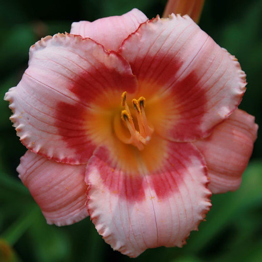 Daylily, Strawberry Candy Daylily