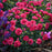 Dianthus, Fruit Punch® Raspberry Ruffles Dianthus