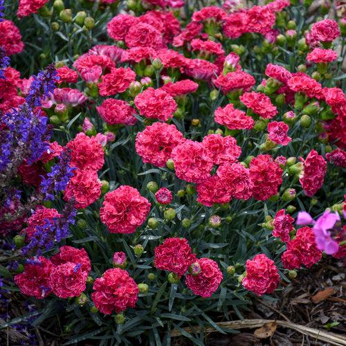 Dianthus, Fruit Punch® Raspberry Ruffles Dianthus