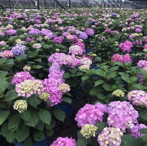 Hydrangea, Endless Summer® Bloomstruck® Hydrangea