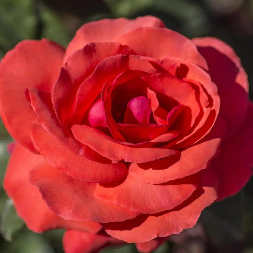 Rose, Fragrant Cloud Hybrid Tea Rose