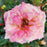 Rose, Easy Elegance® Music Box Rose