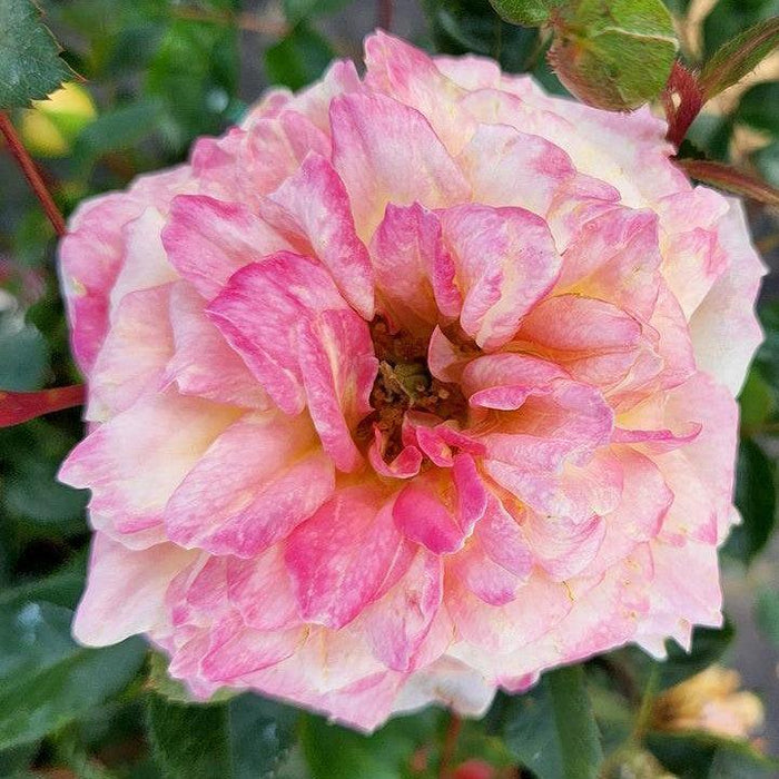 Rose, Easy Elegance® Music Box Rose